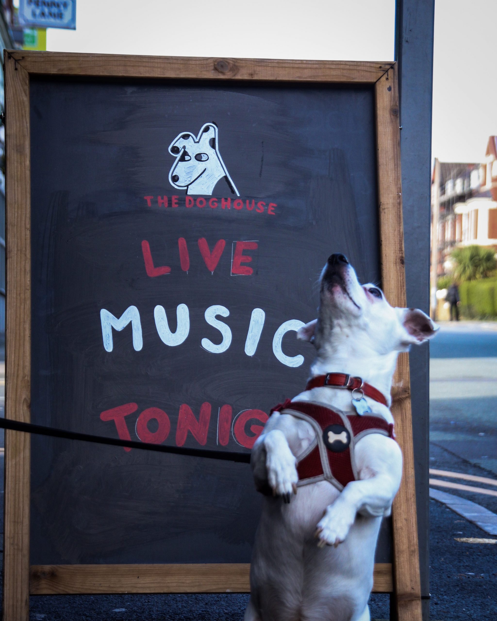 The Dog House Pennylane